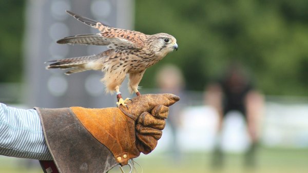 What are the top-rated falconry demonstrations available in the Scottish Highlands?