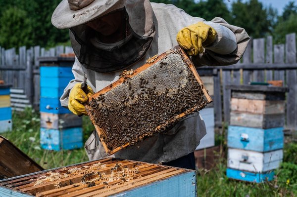 How to experience beekeeping and honey tasting in Surrey?